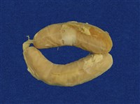 黃唇青斑海蛇藏品圖，第14張